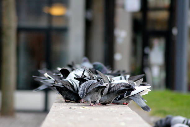 Group of pigeons on the ground in Multan Pakistan