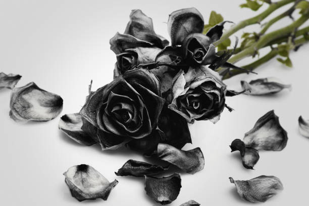 Close-up of wilted black roses