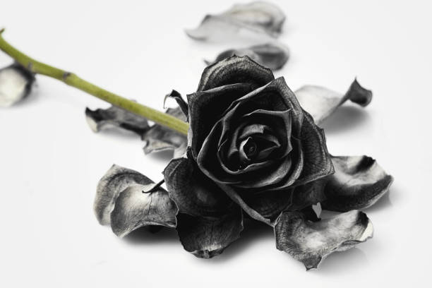 istock Close-up of wilted black roses 2185627360