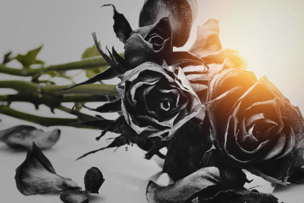 istock Close-up of wilted black roses 2185627377