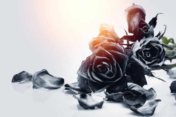 Close-up of wilted black roses,