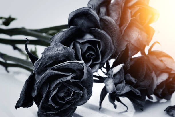 istock Close-up of wilted black roses 2185627401