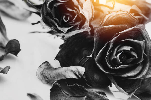 istock Close-up of wilted black roses 2185627409