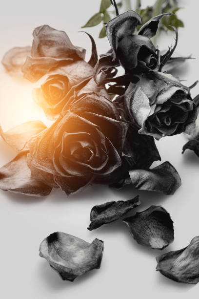istock Close-up of wilted black roses 2185627417