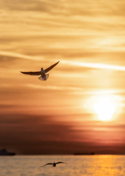 Flying seagull on Marmara sea, Bosphorus at sunset.Istanbul - Turkey.