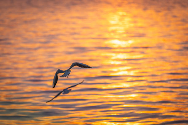 Tranquil scene with seagull flying at sunset
