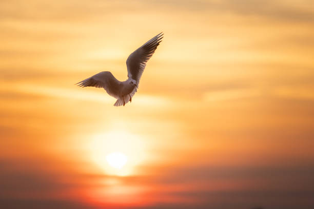 Flying seagull on Marmara sea, Bosphorus at sunset.Istanbul - Turkey.