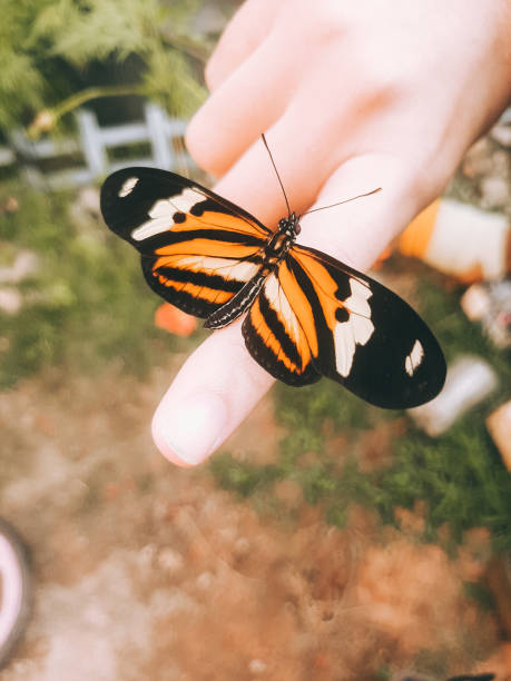 istock Orange and Black Butterfly with Open Wings on Human Finger 2185629027