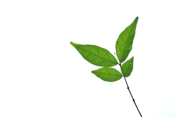 A green leaf color
