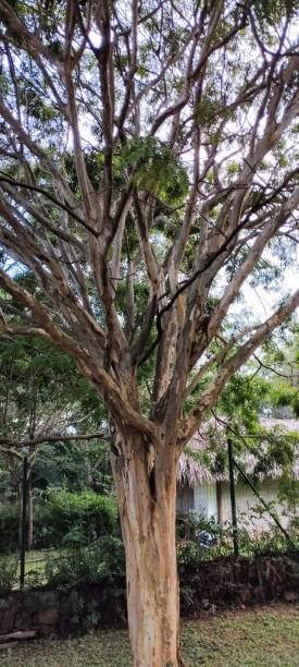 istock Pau-ferro native tree in southern Ceara - Brazil 2185630634
