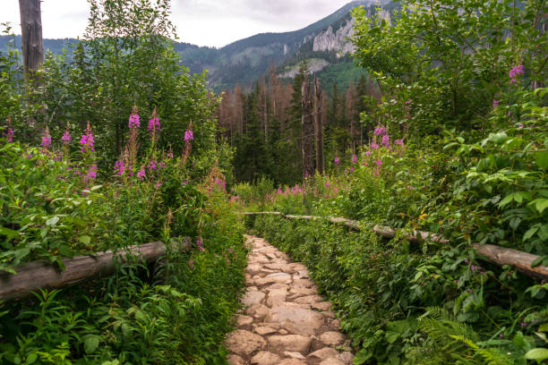 Mountain path, stone path in forest, trekking, lined with stones. Rock trail, trekking way, wild summer walkway, beauty forest landscape