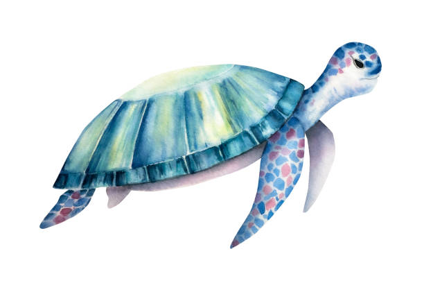 istock Sea turtle. Nice watercolor reptile, hand drawn illustration isolated on background. For designers, postcards, greetings, birthday, calendar, wallpapers, wrapping paper and baby design 2185631557