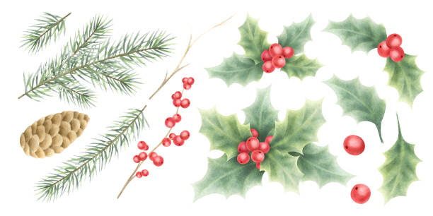 istock Christmas holly plants, spruce branches and cone watercolor illustration isolated on white. Hand drawn set of red berries, green leaves and twigs for New Year invitation, festive packaging and design 2185634187