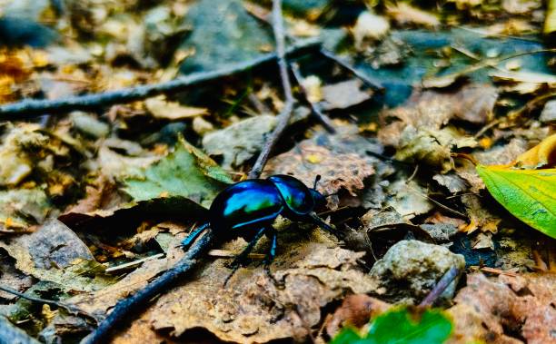 Beetle in the leaves