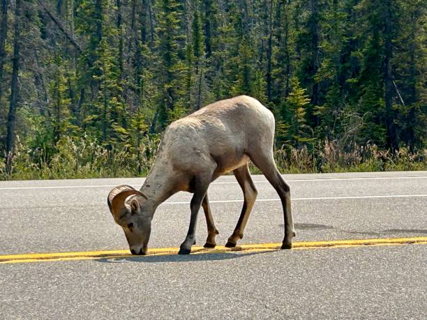 istock Bighorn sheep in Jasper National Park 2185635743