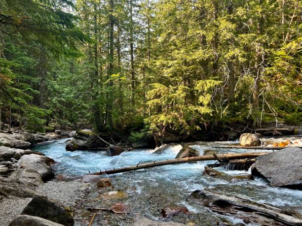 istock Riverbank in Glacier National Park 2185636449