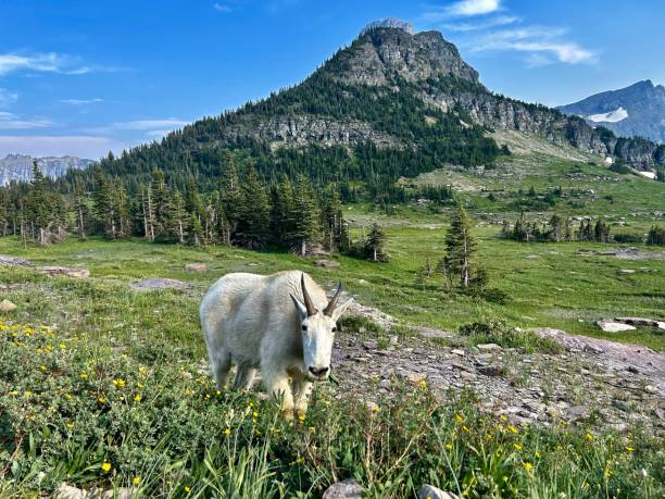 istock Mountain goat in Glacier National Park 2185636451