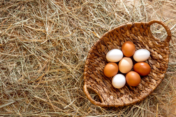 Fresh chicken eggs in a basket lying down in the hay