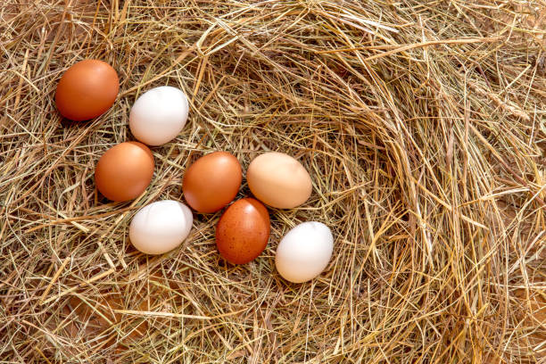 istock Fresh chicken eggs in the hay nest 2185638260