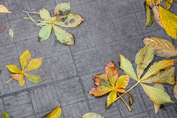 istock Autumn fallen chestnut tree leaves on a pavement 2185638459