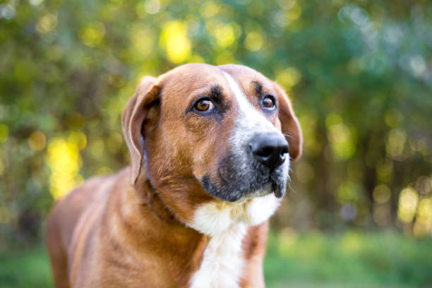 istock A Hound mixed beed dog with a nervous expression 2185640733