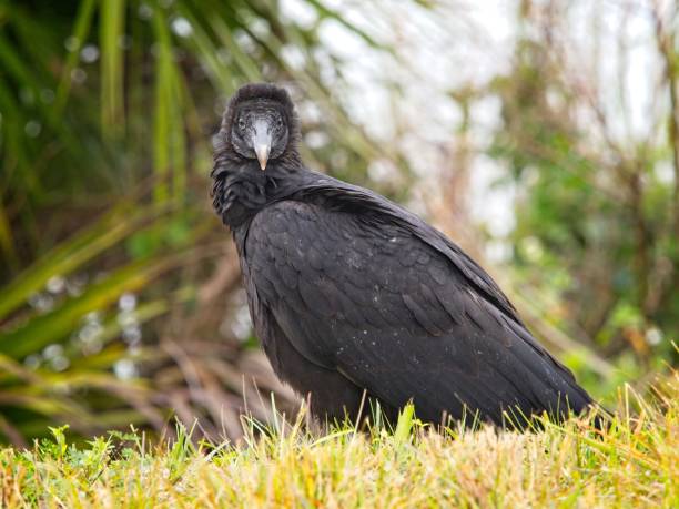 Portrait of The Cinereous Vulture (Aegypius monachus) also known as the Black Vulture, Monk Vulture, or Eurasian Black Vulture.