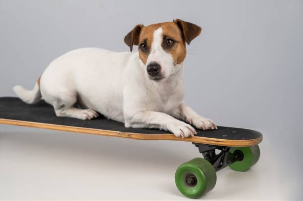 istock Dog jack russell terrier posing on a longboard in front of a white background. 2185642251
