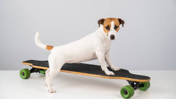 istock Dog jack russell terrier posing on a longboard in front of a white background. 2185642639