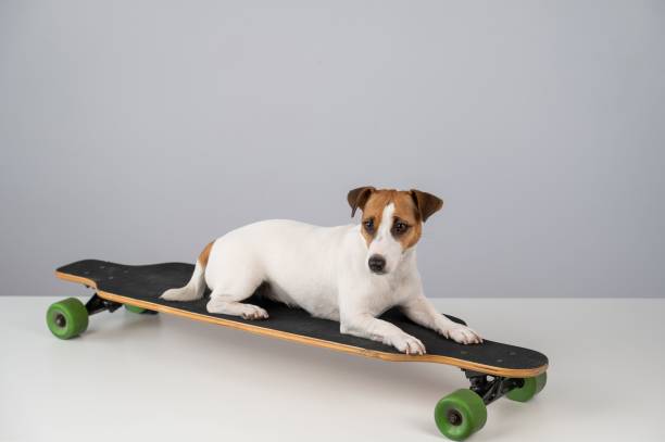 istock Dog jack russell terrier posing on a longboard in front of a white background. 2185643603