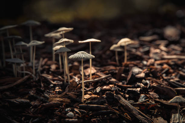 istock Mushrooms - dark and moody 2185644509