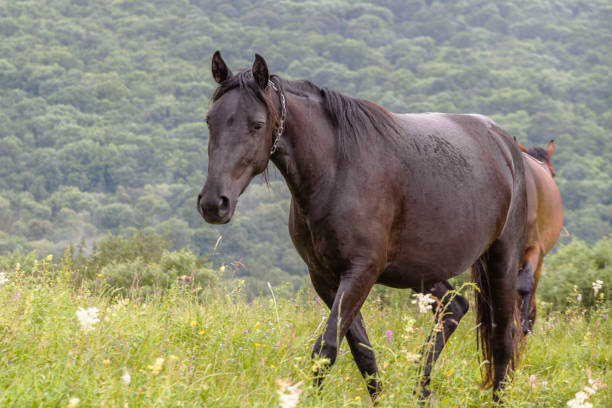istock A dark brown horse with a chain around its neck 2185646067