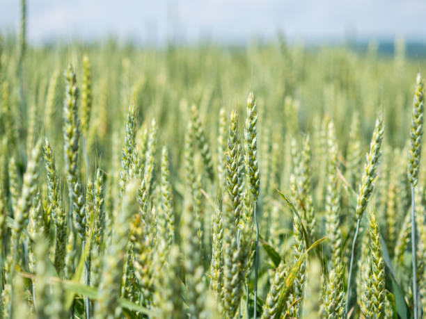 istock Green ears of wheat on a blurry field background 2185646080