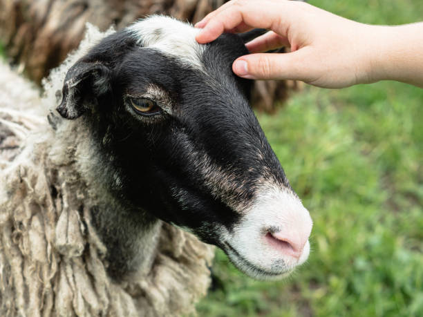 istock Close-up of a woman's hand stroking a sheep's head 2185646202