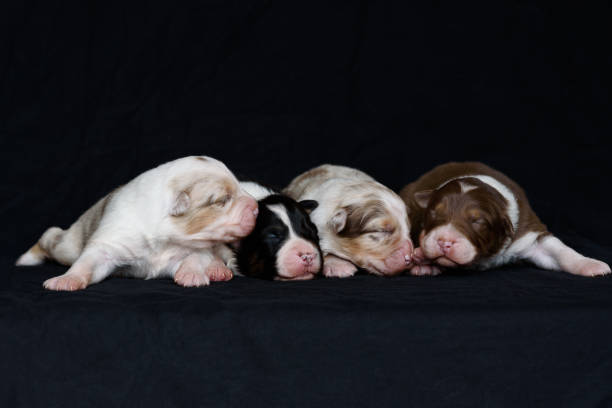 istock Australian Shepherd newborn puppie 2185647046