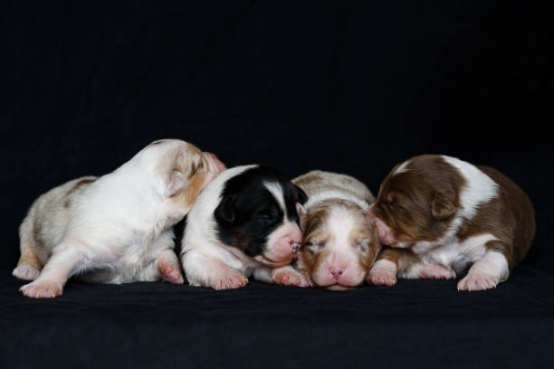 istock Australian Shepherd newborn puppie 2185647102