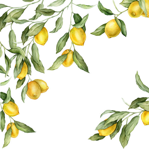 istock Lemon Fruits square Frame. Hand drawn watercolor illustration of Border with Citrus branches on white isolated background. Drawing with tropical fruit lemon for food label or cards design. 2185647536