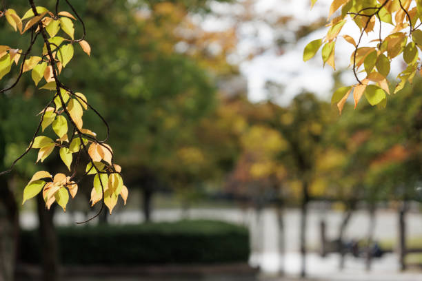 Delicate light orange and yellow green leaves are seen against a bokeh autumn landscape backdrop, creating a tranquil autumn park scene.