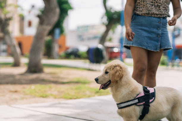 istock Curious puppy dog observing something on a park 2185650529
