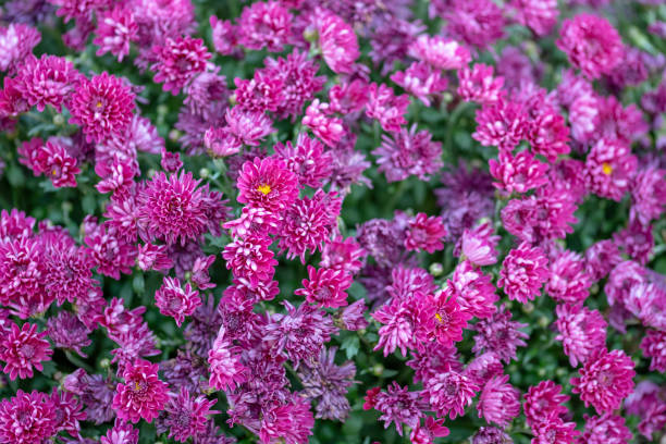 istock Pink chrysanthemum wallpaper or background 2185650989