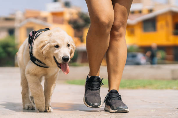 istock Puppy dog walking without leash next to a woman 2185651172