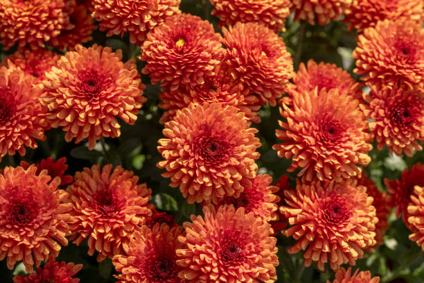 istock Orange chrysanthemum wallpaper or background 2185651196