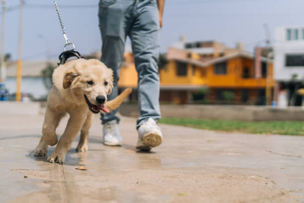 istock Puppy dog pulling on the leash walking with the owner 2185651281