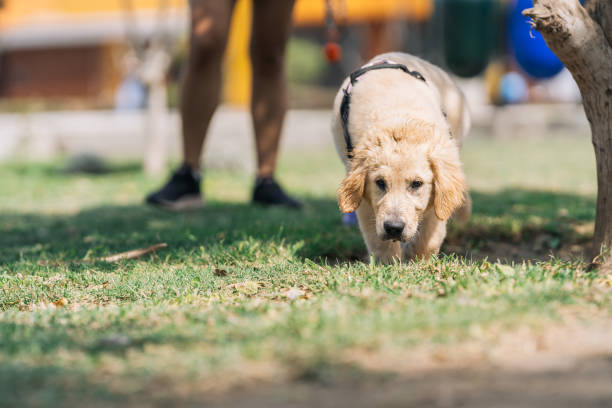 Adorable puppy Labrador dog smelling and exploring a park next to its owner