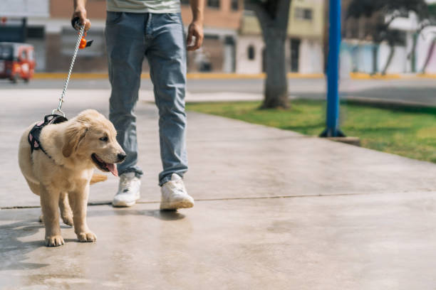 istock Man walking a cute golden labrador puppy dog 2185652284