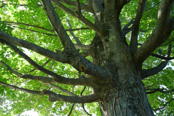 istock Low angle view of green tree trunk and branches 2185652710