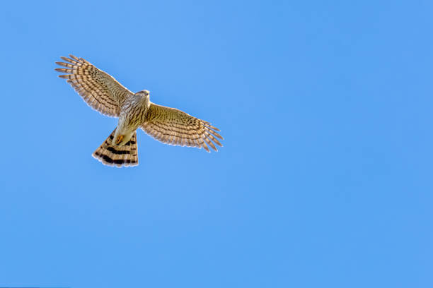 istock sharp-shinned hawk flying with blue sky in the background 2185655308
