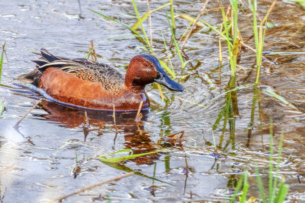 istock Cinnamon Teal in a ditch, Coquitlam, BC, Canada 2185655514