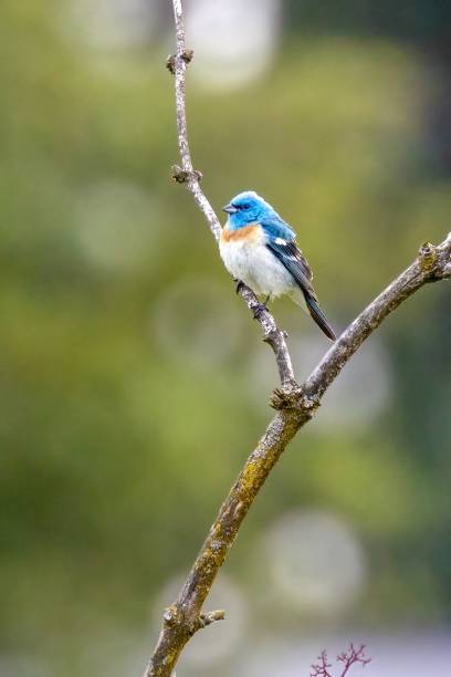 istock Lazili Bunting perched on a bush branch 2185655515