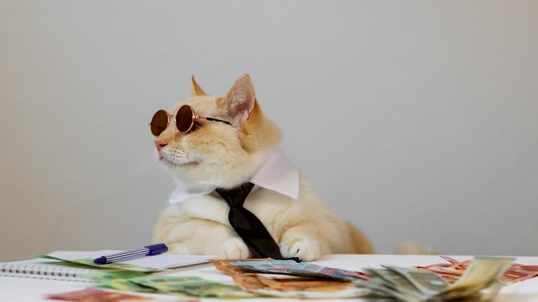 Businessman cat in sunglasses and a tie is sitting at a table. Euro bills on the table.