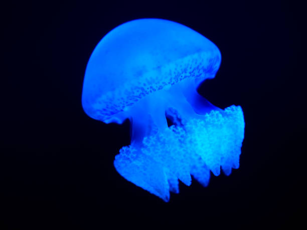 Blue Jellyfish in Darkness - Ideal for marine life studies, ocean-themed designs, or creating a serene aquatic atmosphere.